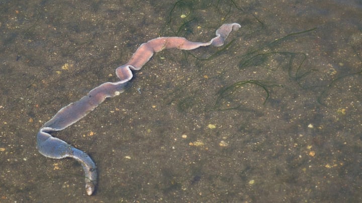 Ribbon worm on seafloor.