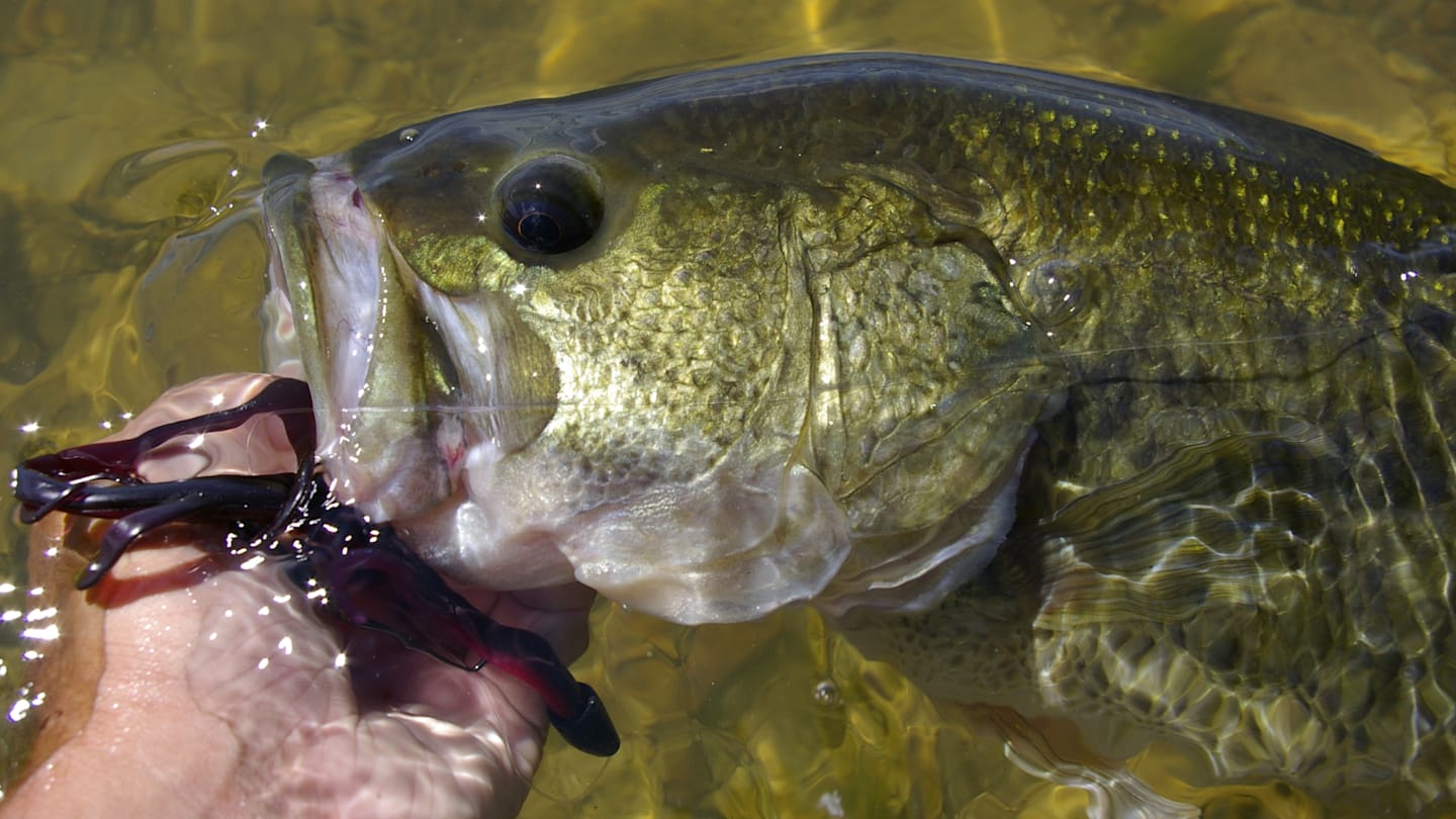 Beginner's Guide to Catching Largemouth Bass: Tips & Techniques