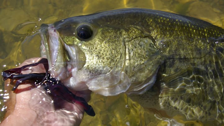 Catching largemouth bass can be relatively simple once you know where they live and what lures to use. This fishing guide for beginner's gives you all of the information needed for a fun first day on the water.