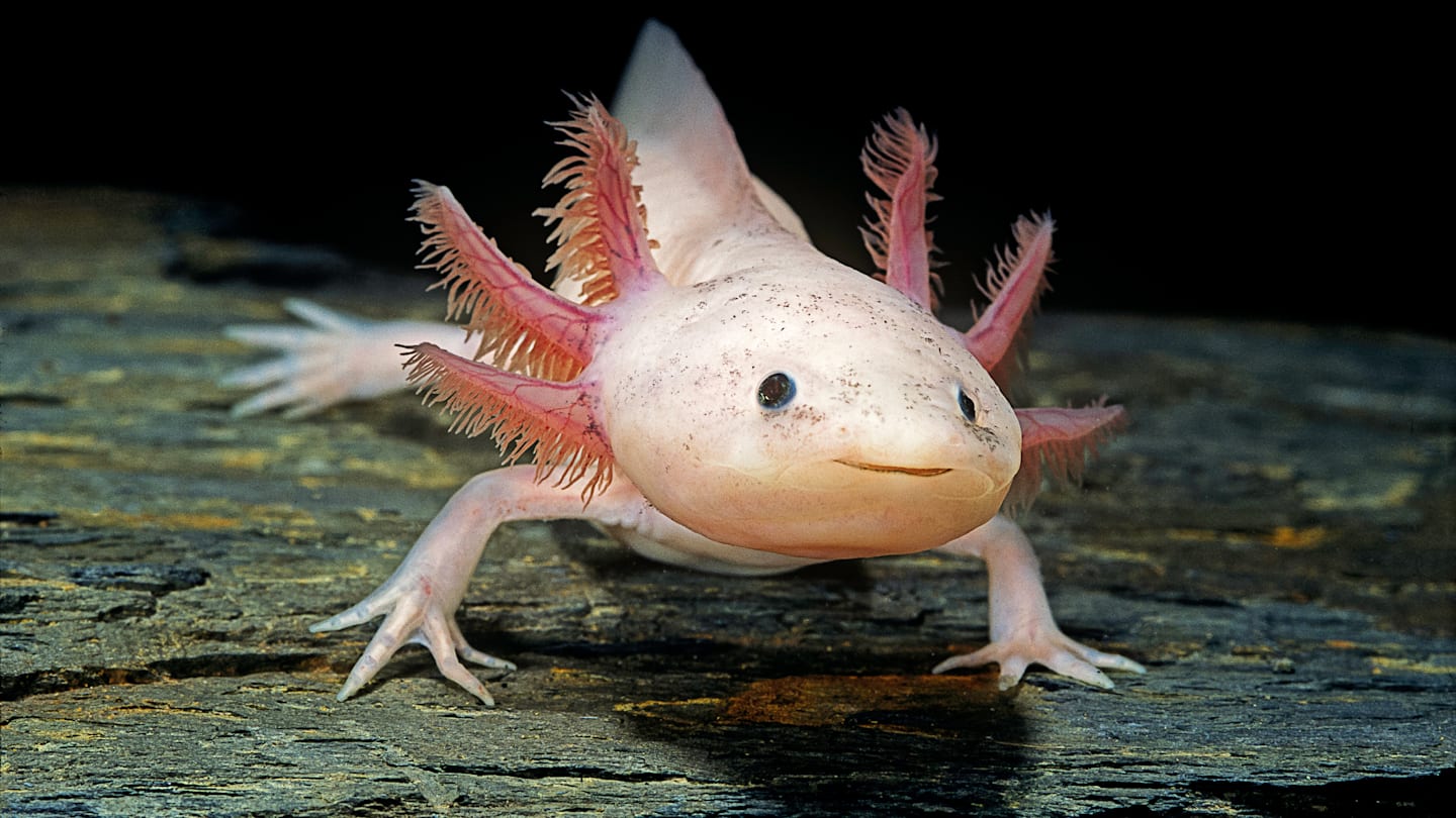 11 Fascinating Axolotl Facts