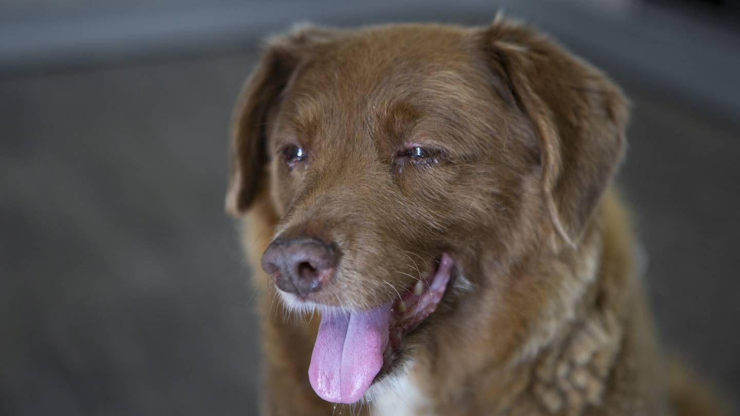 Guinness World Records Is Having Trouble Verifying the Worldâs Oldest Dog