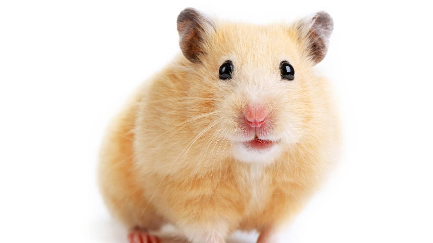 Where Do Hamsters Come From?