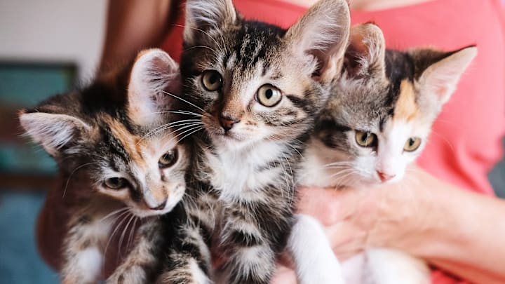 There are several ways you can help make kitten season less chaotic.