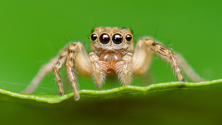 This spider is still very much alive.