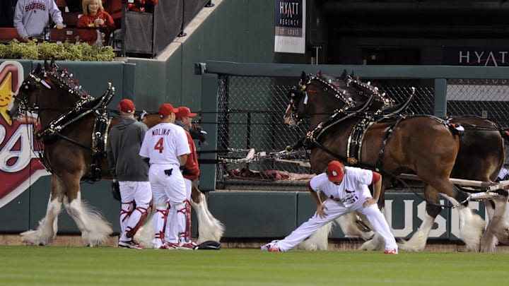 Oct 19, 2012; St. Louis, MO, USA; The Budweiser clydesdales parade around the warning track as St. Louis Cardinals starting pitcher Lance Lynn (31) stretches prior to game five of the 2012 NLCS against the San Francisco Giants at Busch Stadium. Mandatory Credit: Jeff Curry-Imagn Images Oct 19, 2012; St. Louis, MO, USA; The Budweiser clydesdales parade around the warning track as St. Louis Cardinals starting pitcher Lance Lynn (31) stretches prior to game five of the 2012 NLCS against the San Francisco Giants at Busch Stadium. Mandatory Credit: Jeff Curry-Imagn Images