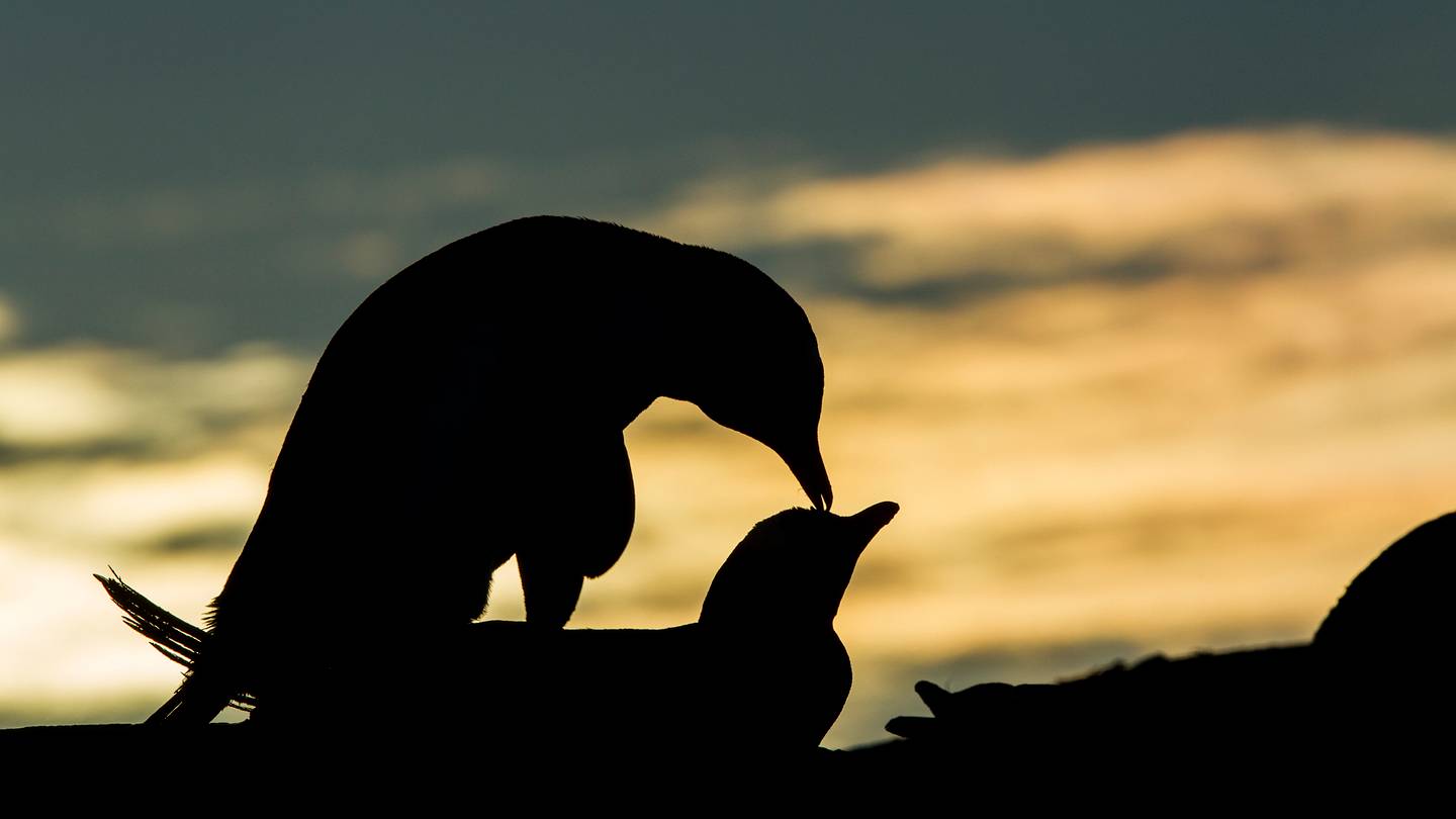 19 Odd Facts About Animal Sex