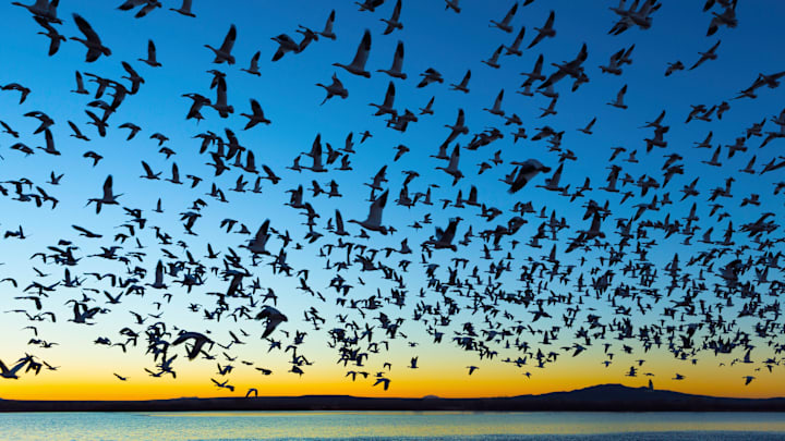 Snow geese, sandhill cranes, and ducks make New Mexico's Bosque del Apache National Wildlife Refuge their fall and winter home.