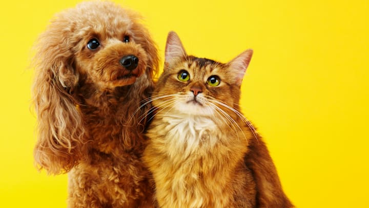 Turns out, Fluffy doesn’t make the cut. 