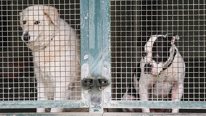 Sterilization and shelters are key to tackling stray animals in Italy