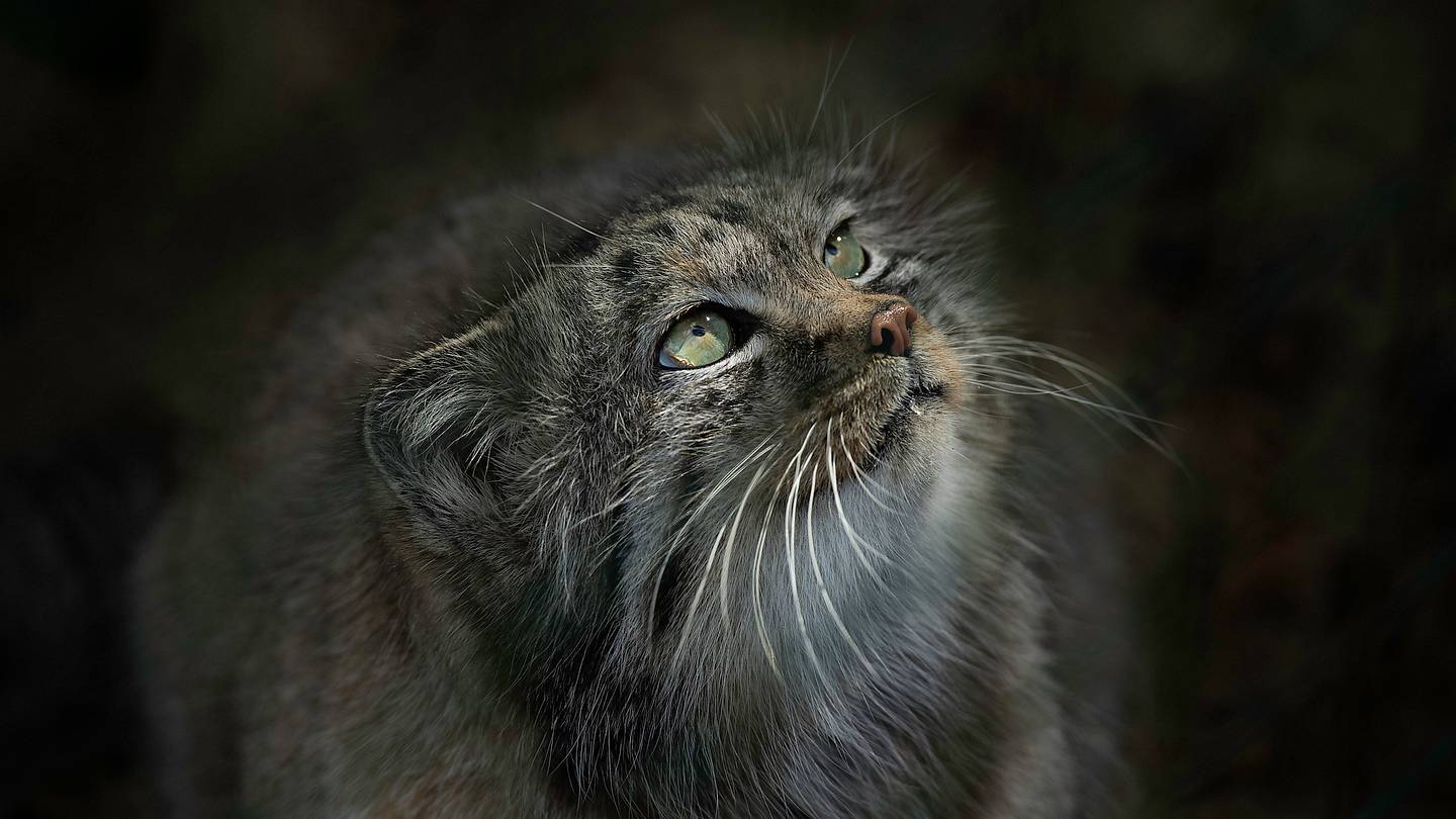 12 Fascinating Facts About Pallasâs Cats