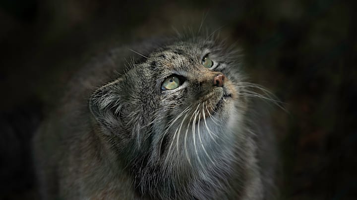 The Pallas’s cat is super cute—and pretty elusive.