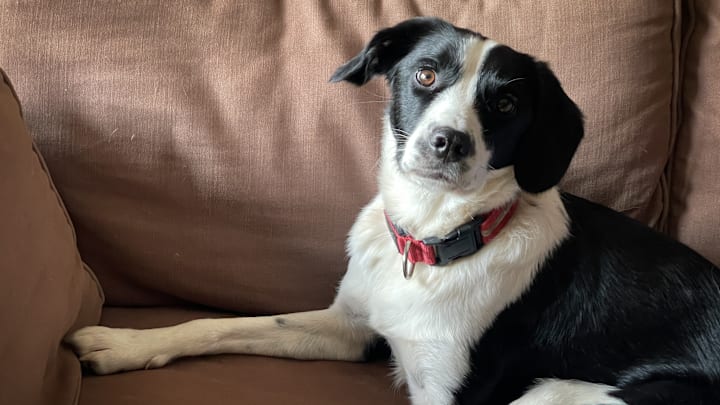 Dog Ownership Levels Continue To Rise