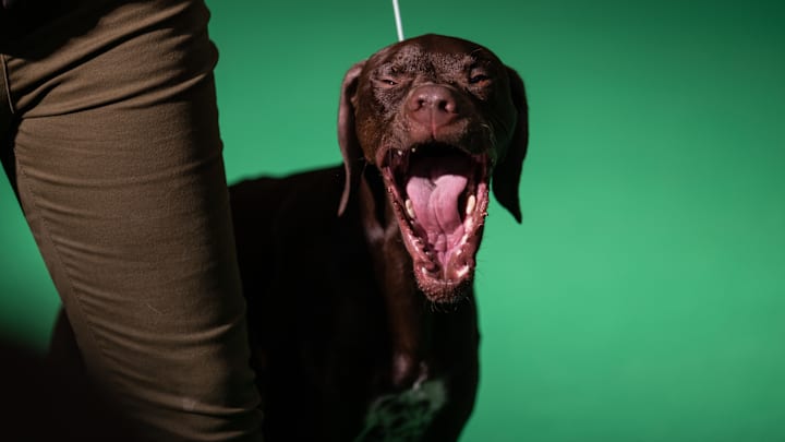 Crufts 2022 - Day Four