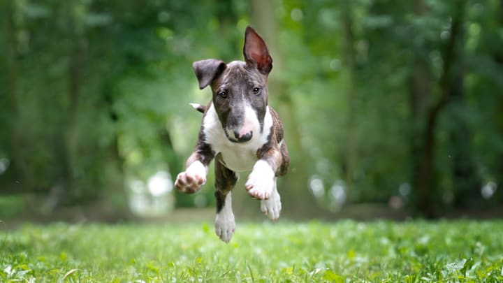 Bull terriers have a distinct look.