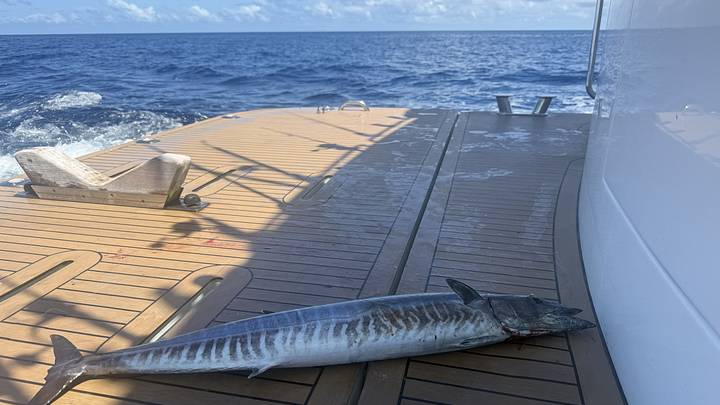 A wahoo in the Maldives A wahoo in the Maldives