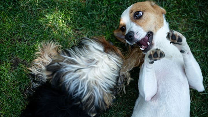 Pet hotel occupancy reaches 100 percent during the holiday season