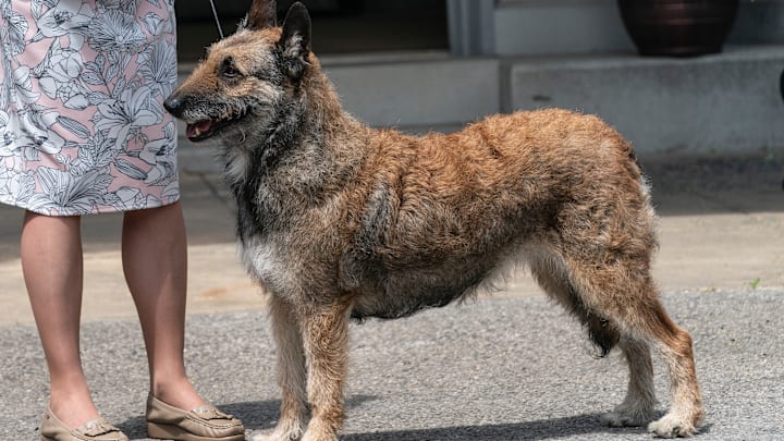 New breed Belgian Laekenois seen at 145th Annual Westminster...