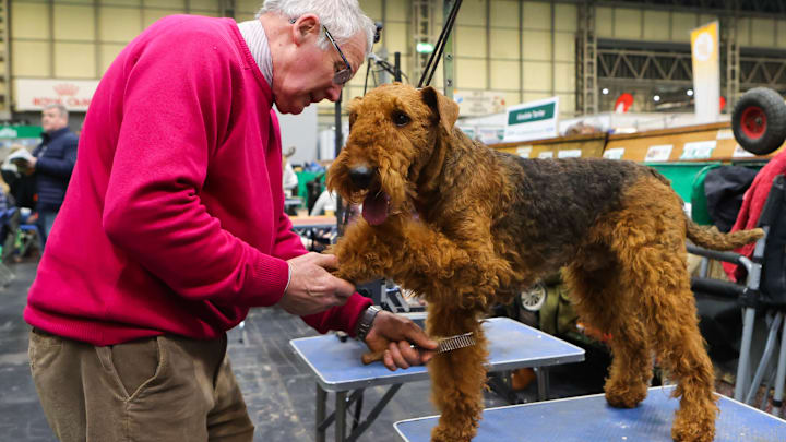 Crufts 2022 - Day Two