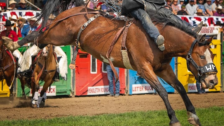 Bareback riding at Pendleton.