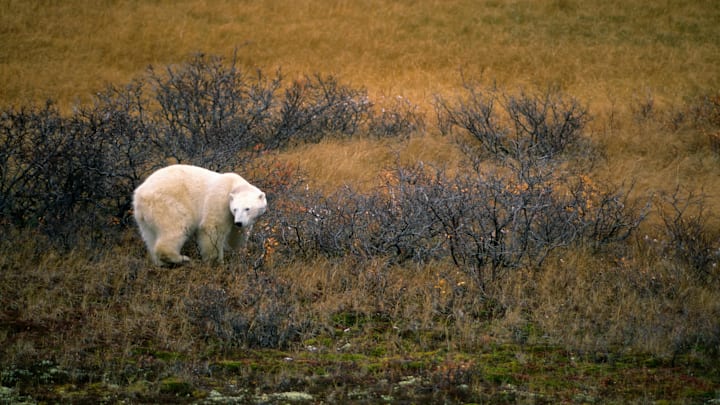 Canada, Manitoba,churchill Area, Polar Bear In Willows...