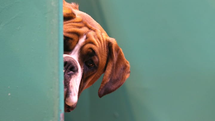 Dogs And Owners Gather For 2014 Crufts Dog Show