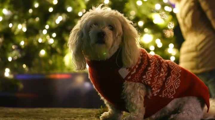 Tree lighting ceremony in Toronto
