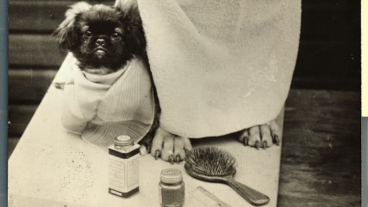 Dogs Ready for Grooming