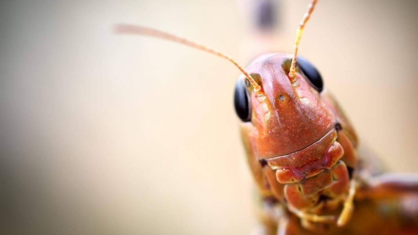 The Differences Between a Cricket and a Grasshopper, Explained