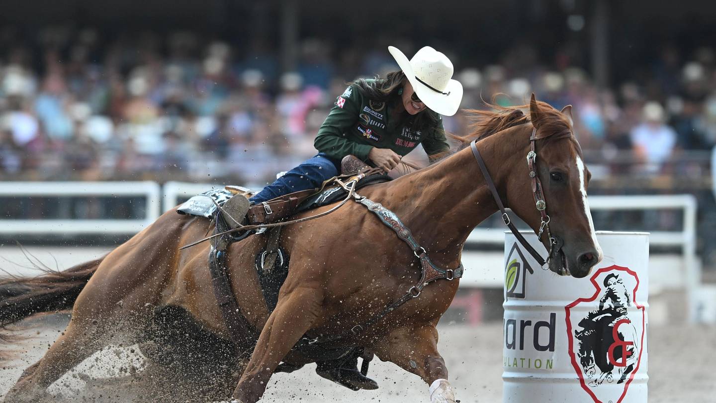Professional Roping Horses Blazin A Trail: The Stallion Whose Offspring Continue to Dominate ...