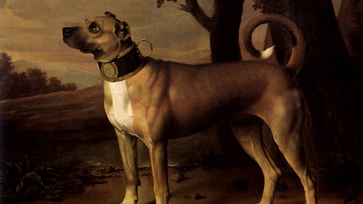 Painting of Great Dane - Ulmer Dogge Painting of Great Dane - Ulmer Dogge