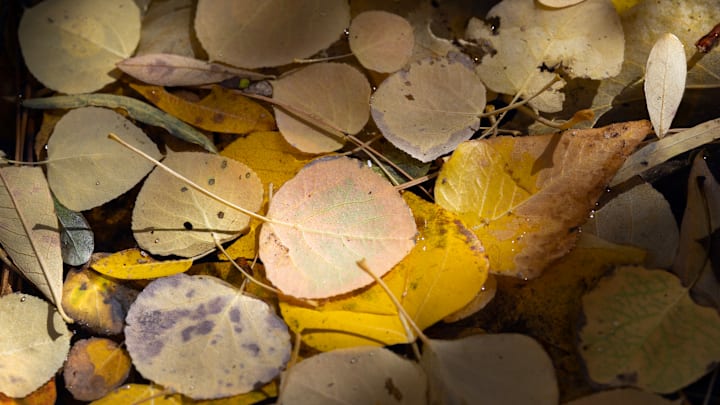 Fallen leaves
