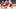 Detroit Red Wings Detroit Red Wings