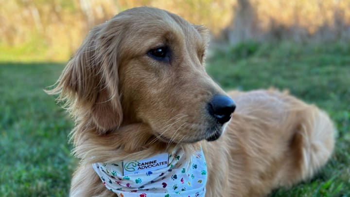 Who is the Golden Retriever for the Edmonton Oilers?