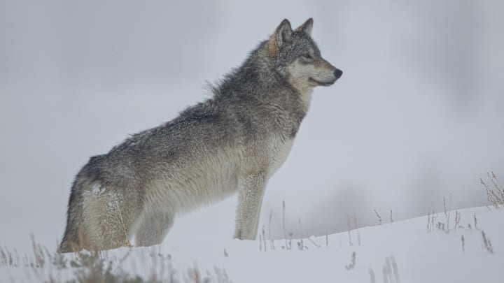 Aspen trees have seen better days, but gray wolves are helping them out.