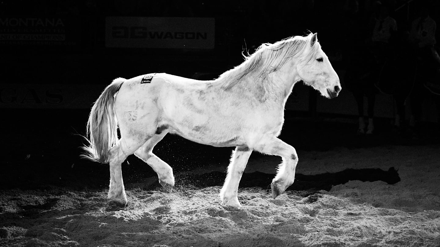 Virgil’s Legacy Lives On as Rodeo’s Best Reflect on a One-of-a-Kind Horse