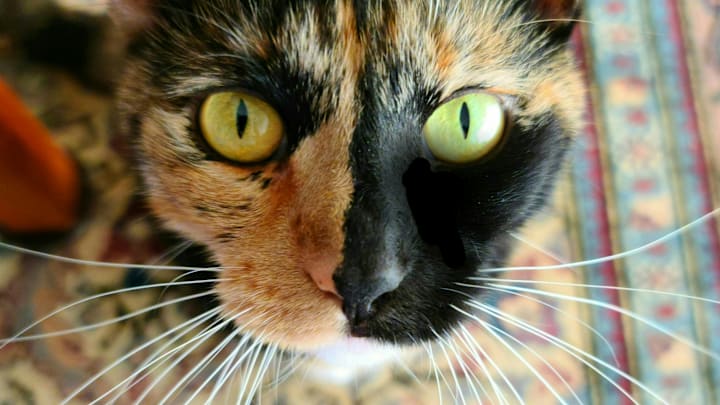 Absolutely gorgeous.