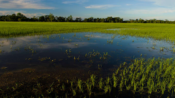 A lush green paddy field on Majuli island. Majuli is the...