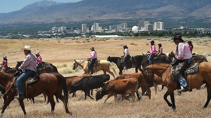 The Reno Rodeo Cattle Drive arrives in Reno. The Reno Rodeo Cattle Drive arrives in Reno.