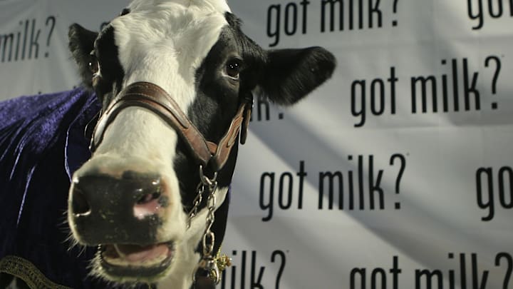 (This dude udderly does.)