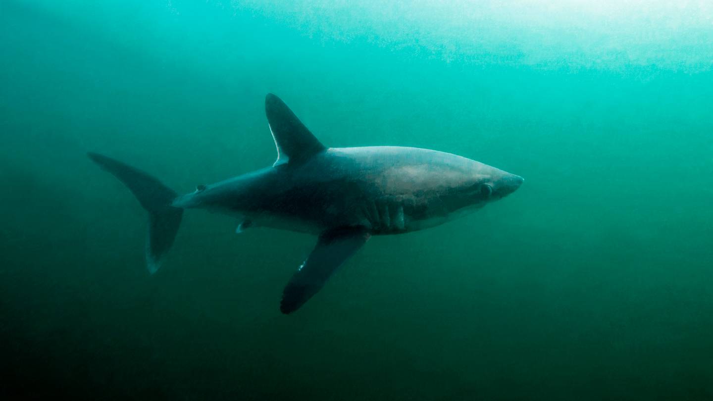 7-foot Shark Likely Eaten By Great White in First Documented Attack of Its Kind