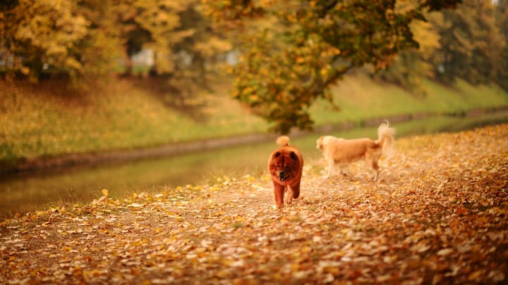 Autumn in Sarajevo