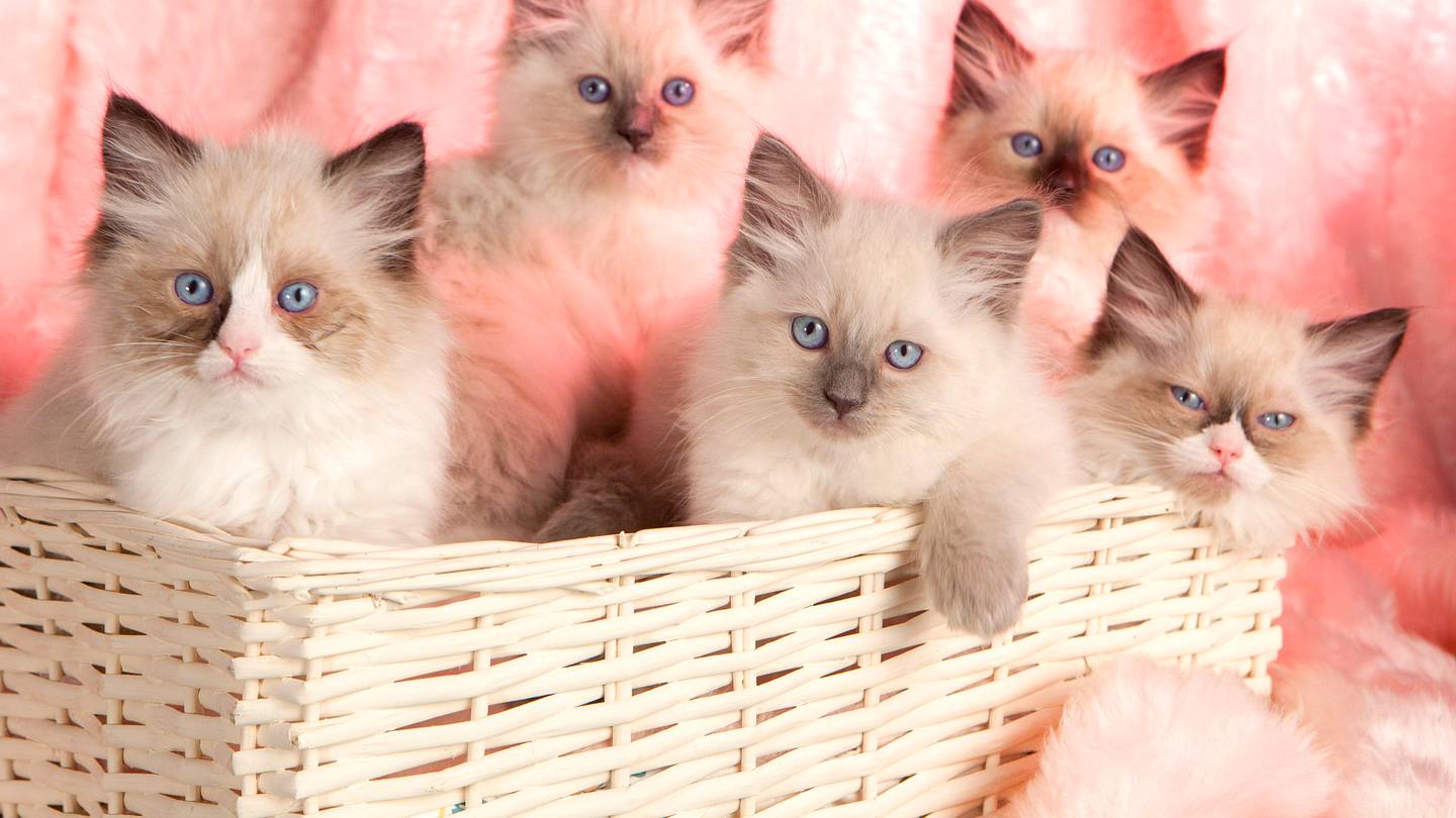 The 15 Most Popular Cat Breeds in the World