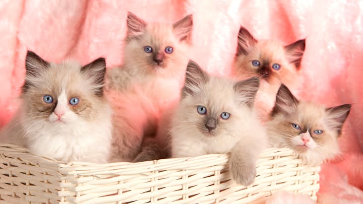 The 15 Most Popular Cat Breeds in the World