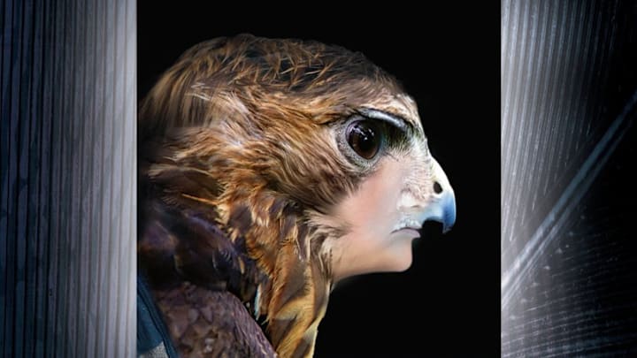 The Encounter by K.A. Applegate (Animorphs #3)