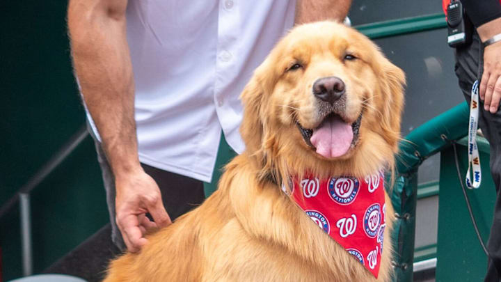 Bruce the Bat Dog prepares to take the field before the Washington Nationals' home game against the Miami Marlins.