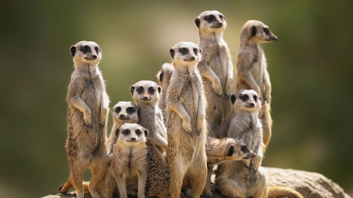 Meerkats are not quite cats.