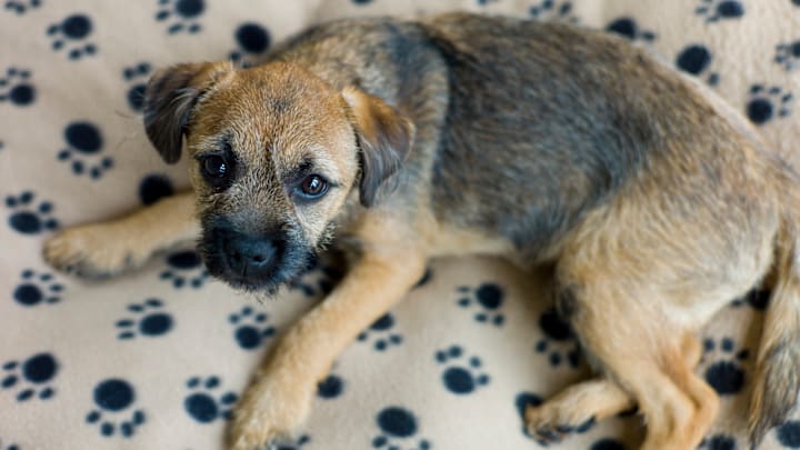 Puppy Border Terrier in Dog Bed