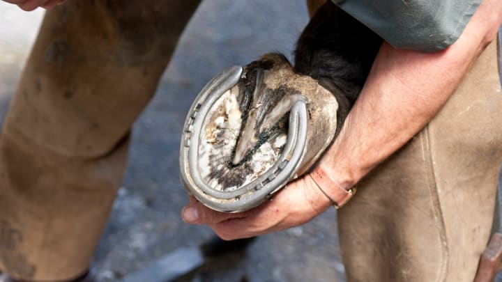 A farrier holding a horse’s newly shod hoof.