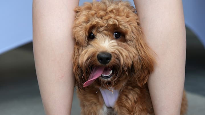 Dog Festival in Toronto