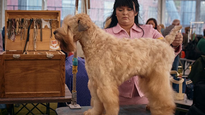Westminster Kennel Club Crowns Best In Show At Annual Dog Show